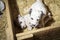 Dalmatian puppy dogs playing with their siblings in a wooden crate with straw