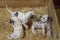 Dalmatian puppy dogs playing with their siblings in a wooden crate with straw