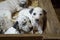 Dalmatian puppy dogs playing with their siblings in a wooden crate with straw