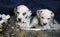 Dalmatian Puppy Gift 2