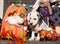 Dalmatian puppy in Halloween decoration