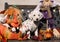 Dalmatian puppy in Halloween decoration