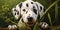 A Dalmatian Puppy Known For Its Distinctive Spots And Playful Nature
