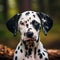 Dalmatian puppy portrait on a sunny summer day. Closeup portrait of a cute purebred Dalmatian pup in the field. Outdoor portrait