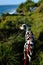 Dalmatian puppy on a red leash in a coastal reserve in Australia