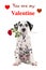 Dalmatian puppy with a red rose and You are my Valentine text