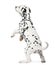Dalmatian puppy standing up