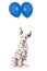 Dalmatian puppy with two balloons