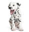 Dalmatian puppy yawning, sitting, isolated