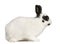 Dalmatian rabbit, 2 months old, Oryctolagus
