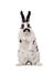 Dalmatian rabbit standing isolated on a white