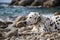 A Dalmatian rolling around and playing at a secluded pebble beach, undisturbed by anyone else. Even the dog appearing relaxed and