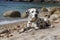 A Dalmatian rolling around and playing at a secluded pebble beach, undisturbed by anyone else. Even the dog appearing relaxed and