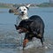 A Dalmatian and a Rottweiler bathing and having a good time