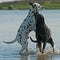 A Dalmatian and a Rottweiler bathing, play and having a good time