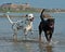 A Dalmatian and a Rottweiler bathing, play and having a good time