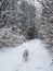Dalmatian runs and plays in a winter snow-covered forest