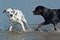 A Dalmatian in the sea backing away from a sour Rottweiler