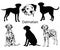 Dalmatian set. Collection of pedigree dogs. Black white illustration of a dalmatian dog. Vector drawing of a pet. Tattoo