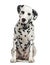 Dalmatian sitting, 5 years old