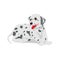 Dalmatian sitting on floor with shadow