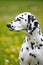 Dalmatian sitting on flowering meadow