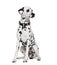 Dalmatian sitting in front of white background