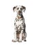 Dalmatian sitting in front of white background