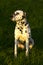 Dalmatian sitting on grass