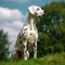 Dalmatian sitting on the green meadow in summer. Dalmatian dog sitting on the grass with a summer landscape in the background. AI