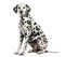 Dalmatian sitting, looking at the camera, isolated