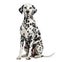 Dalmatian sitting, looking at the camera, isolated