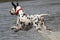 Dalmatian splashing in water