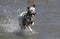 Dalmatian splashing in water