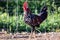 Dalmatian spotted dark colours young rooster in a green background