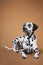 Dalmatian spotted dog lies on a red background