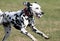 Dalmatian, spotty dog with spotty ball