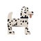 Dalmatian is stand.