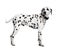 Dalmatian standing in front of white background