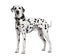 Dalmatian standing in front of white background
