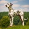 Dalmatian standing on the green meadow in summer. Dalmatian dog standing on the grass with a summer landscape in the background.