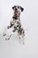 Dalmatian Standing On Hind Legs