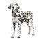 Dalmatian standing, isolated