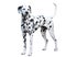 Dalmatian standing, isolated against a white background.