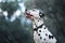 Dalmatian with a thoughtful gaze. The spotted dog looks off into the distance