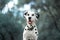 Dalmatian with a thoughtful gaze. The spotted dog looks off into the distance