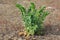 Dalmatian Toadflax (Linaria dalmatica)