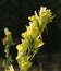 Dalmatian Toadflax (Linaria dalmatica)