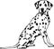 Dalmatian Vector Illustration