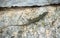 Dalmatian wall lizard